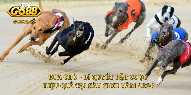Đua Chó - Bí Quyết Đặt Cược Hiệu Quả Tại Sân Chơi Năm 2026