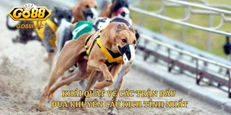 Khái quát về các trận đấu đua khuyển cẩu kịch tính nhất