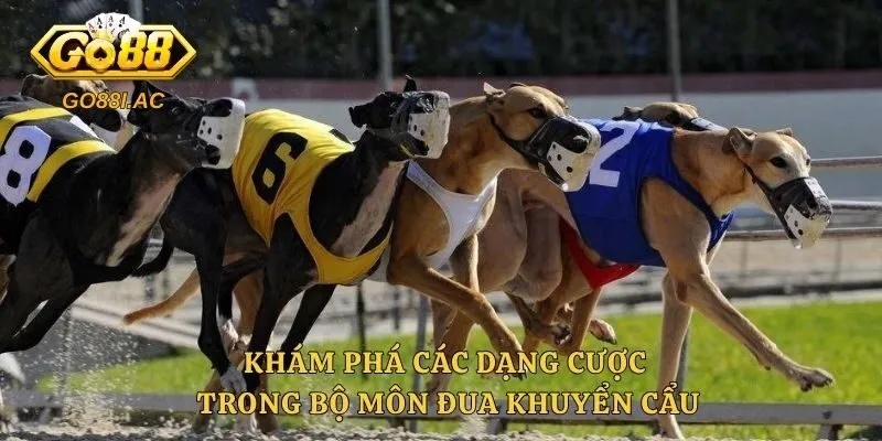 Khám phá các dạng cược trong bộ môn đua khuyển cẩu