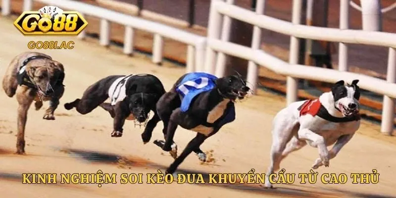 Kinh nghiệm soi kèo đua khuyển cẩu từ cao thủ