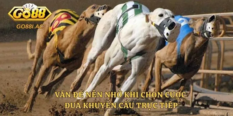 Vấn đề nên nhớ khi chọn cược đua khuyển cẩu trực tiếp